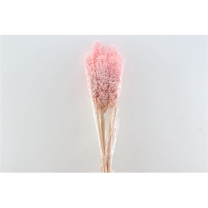 Dried Sorghum 6pc L Pink Bunch