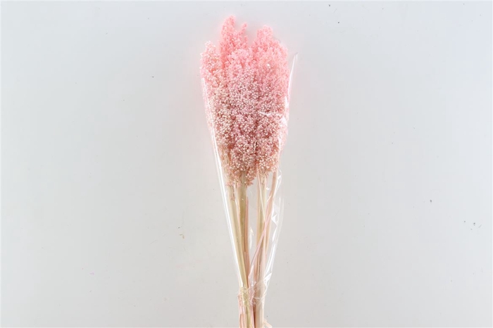 <h4>Dried Sorghum 6pc L Pink Bunch</h4>