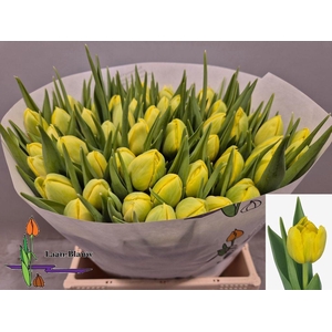Tulipa do double trouble