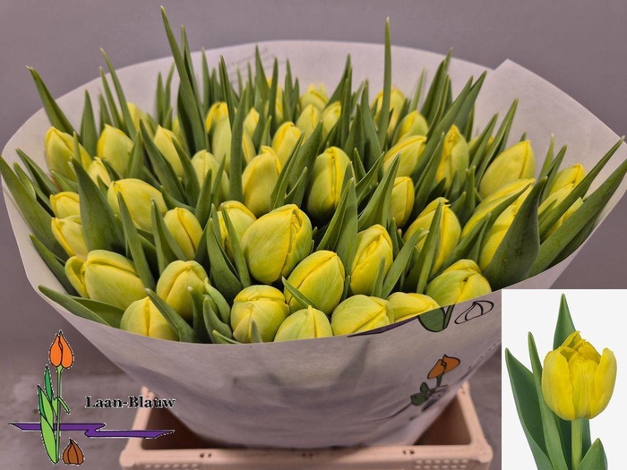 <h4>Tulipa do double trouble</h4>