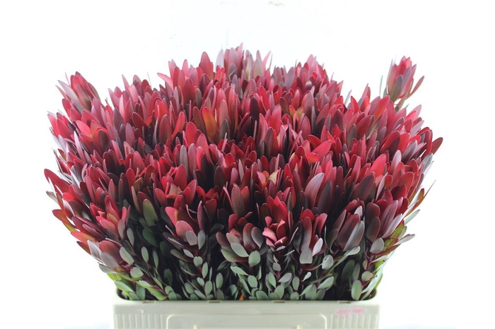 <h4>Leucad Saf Sunset Ex</h4>