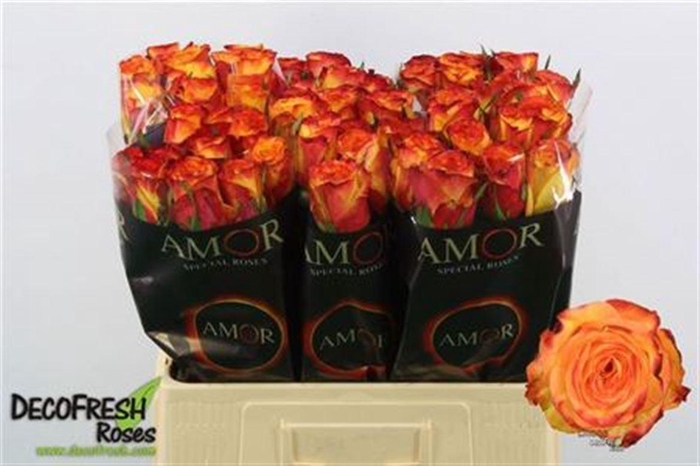 <h4>R Gr Liliana</h4>