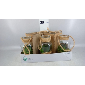 Arr.   Kamerplant Groen L%