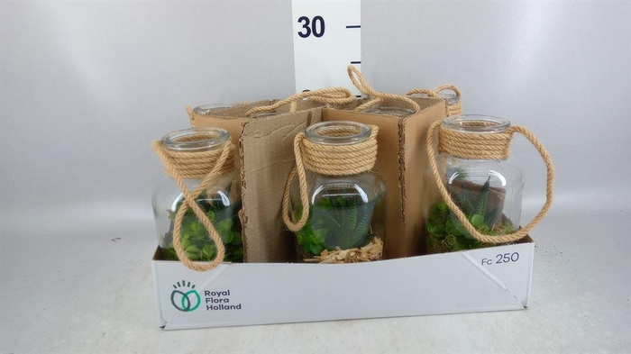 <h4>Arr.   Kamerplant Groen L%</h4>