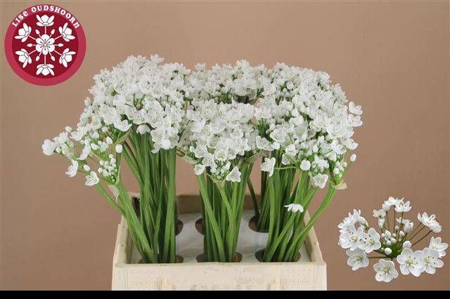 <h4>Allium neapolitanum Flocon</h4>