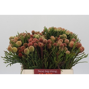 Kaaps Groen Brunia Fragarioides (Clusterstar)