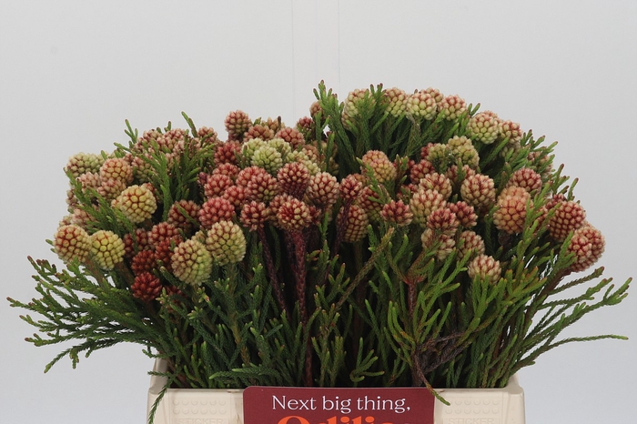 <h4>Kaaps Groen Brunia Fragarioides (Clusterstar)</h4>