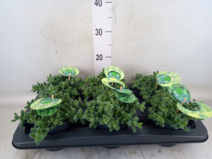 <h4>Delosperma echinatum</h4>