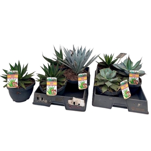 Agave overig