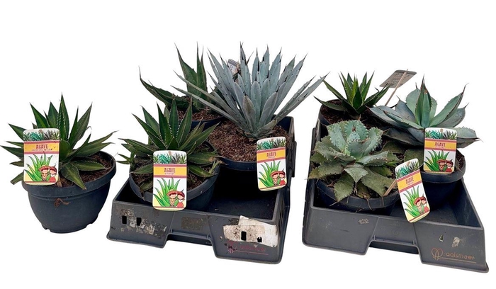 <h4>Agave overig</h4>