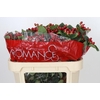 Hypericum True Romance Spray