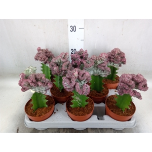 Euphorbia lactea