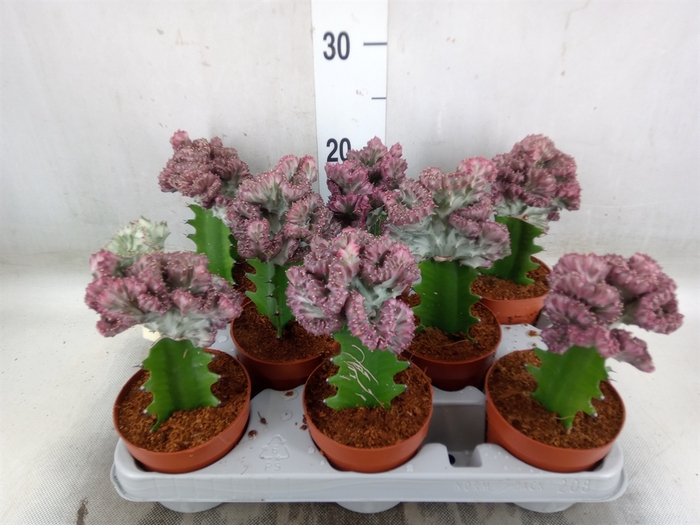 <h4>Euphorbia lactea</h4>