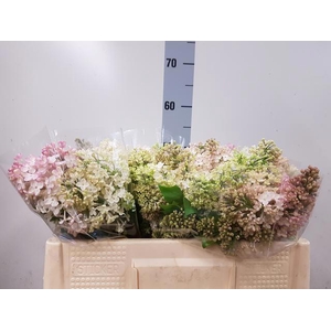 SYR HY MAIDENS BLUSH