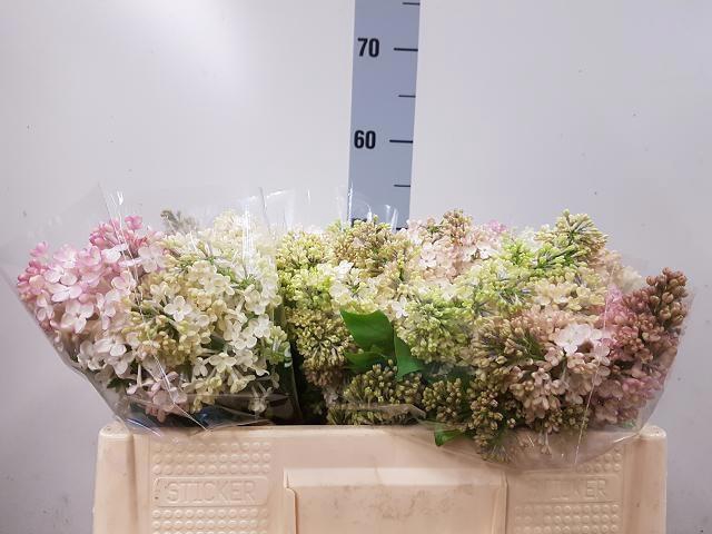 <h4>SYR HY MAIDENS BLUSH</h4>