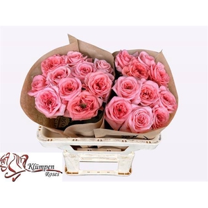 ROSA GR 'NEW DESIGN'