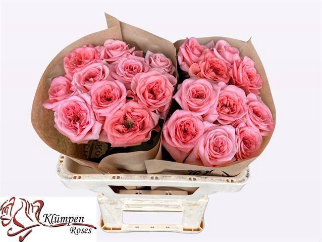 <h4>ROSA GR 'NEW DESIGN'</h4>