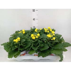 Calceolaria  'Calynopsis Yellow Re'