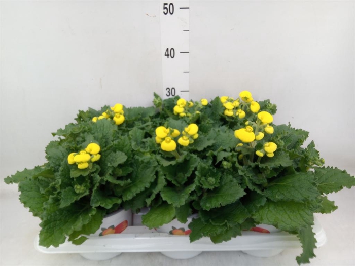 <h4>Calceolaria  'Calynopsis Yellow Re'</h4>