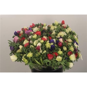 Anemone Fr. Mixed In Bunch