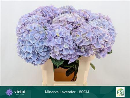 <h4>Hydr M My Minerva 80cm</h4>