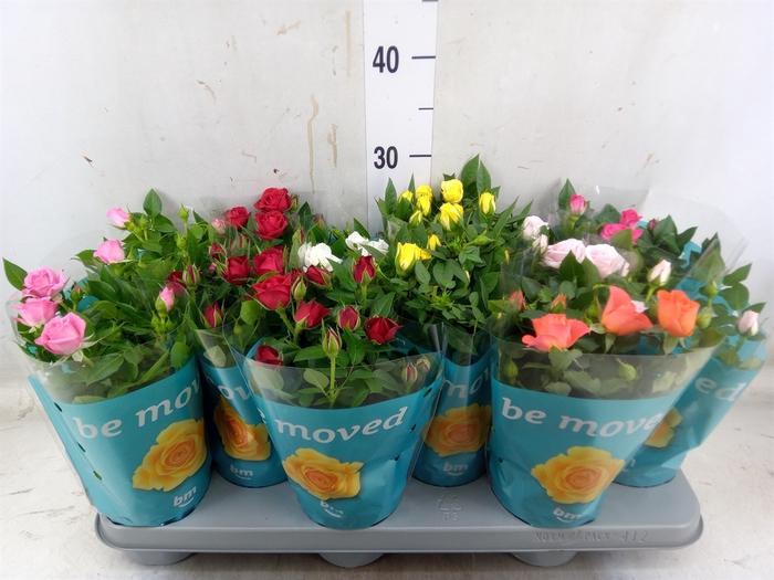 <h4>Rosa  'Beau Monde'   ...mix</h4>