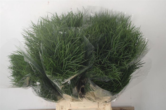 <h4>Corallo Per Bunch</h4>