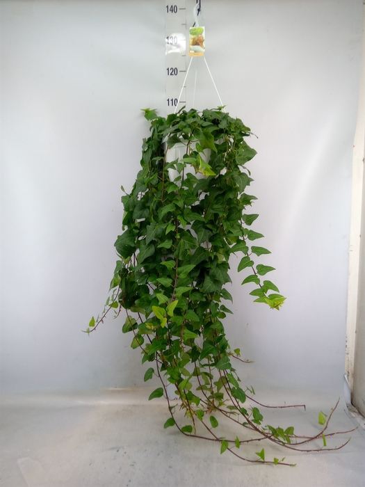 <h4>Hedera helix 'Mein Herz'</h4>