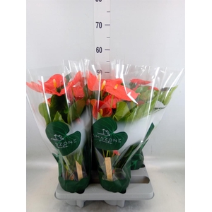 Anthurium andr. 'Florida'