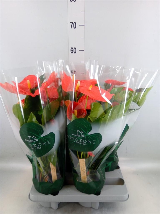 <h4>Anthurium andr. 'Florida'</h4>