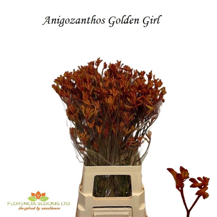<h4>ANIGOZ GOLDEN GIRL</h4>