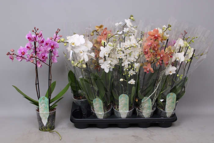 <h4>PHAL MF GEM 3 KL</h4>