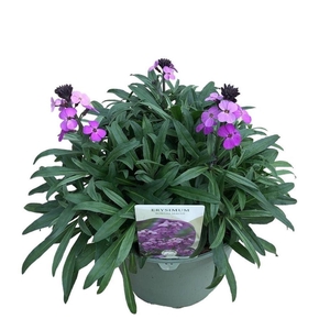 Erysimum  'Super Bowl Mauve'