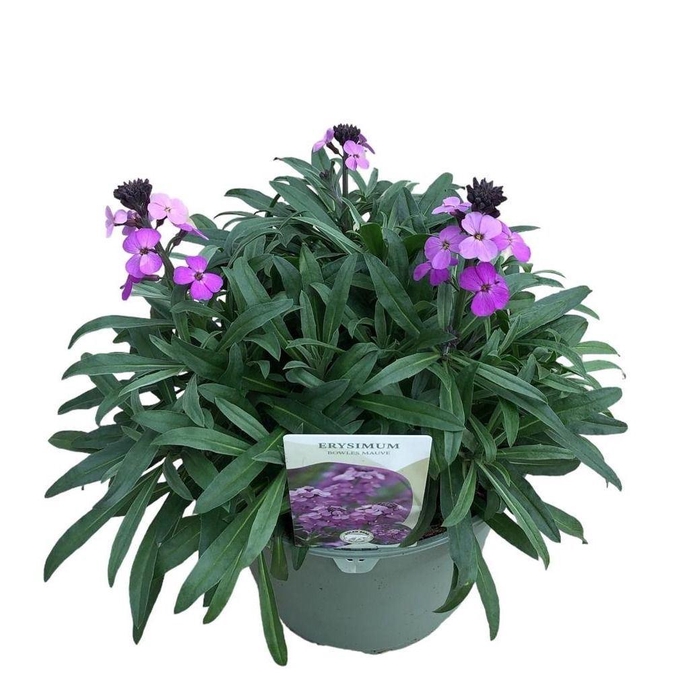 <h4>Erysimum  'Super Bowl Mauve'</h4>