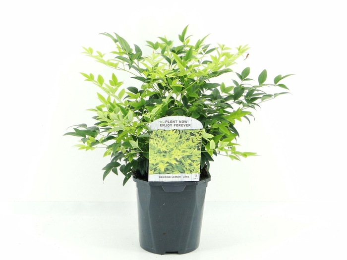 <h4>Nandina domestica</h4>
