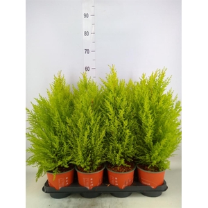 Cupressus macro. 'Goldcrest Wilma'