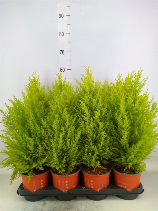 <h4>Cupressus macro. 'Goldcrest Wilma'</h4>