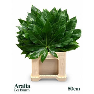 FATSIA JAPONICA BS