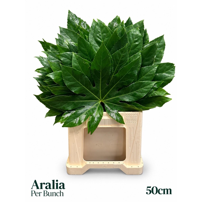 <h4>Fatsia Japonica Bs</h4>