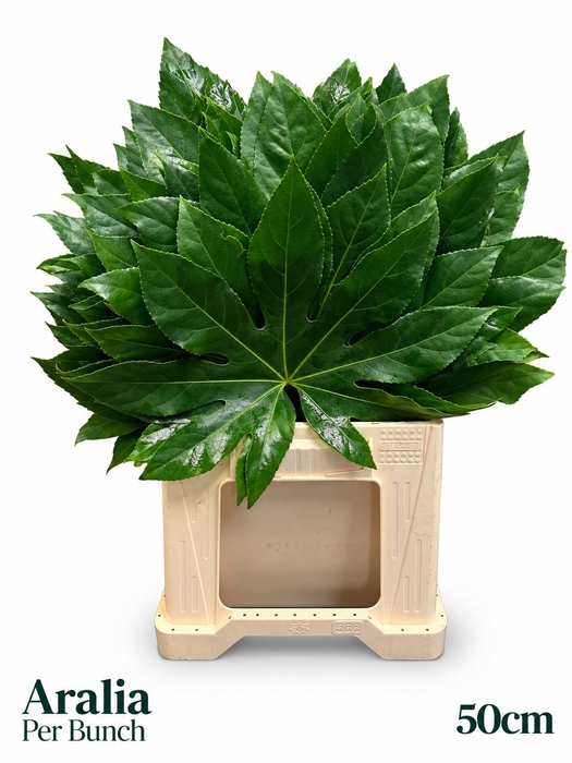 <h4>FATSIA JAPONICA BS</h4>