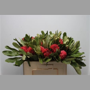 Protea Waratah