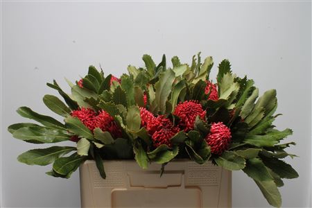 <h4>Protea Waratah</h4>