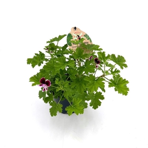 PELARGONIUM GRAVEOLENS P12 MOSKITO
