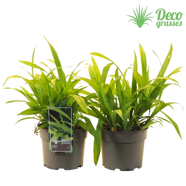 <h4>Carex siderosticha</h4>