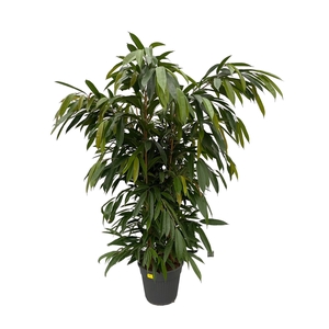 Ficus Bi Amstel King