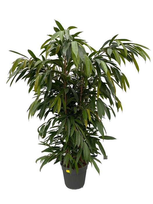 <h4>Ficus Bi Amstel King</h4>