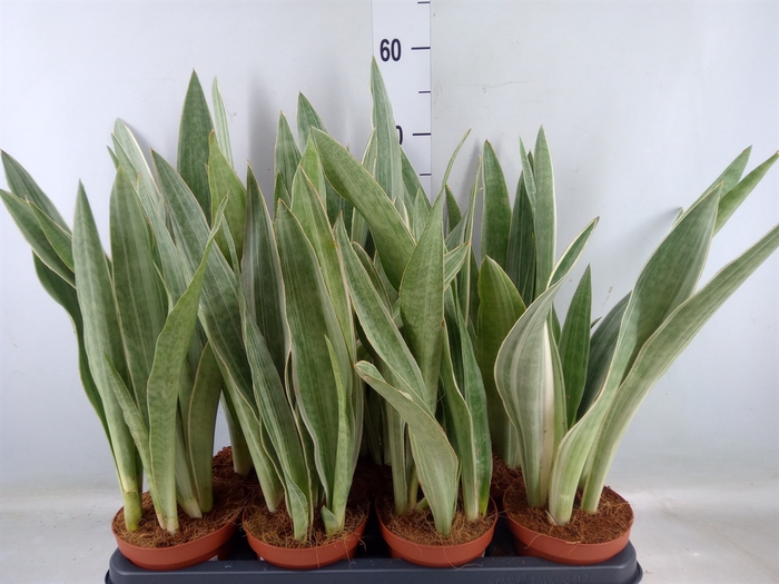 <h4>Sansevieria trifa.   ...</h4>