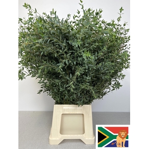 EUC PARVIFOLIA PB -ZA-SUPER