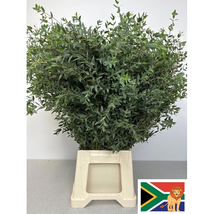 <h4>EUC PARVIFOLIA PB -ZA-SUPER</h4>