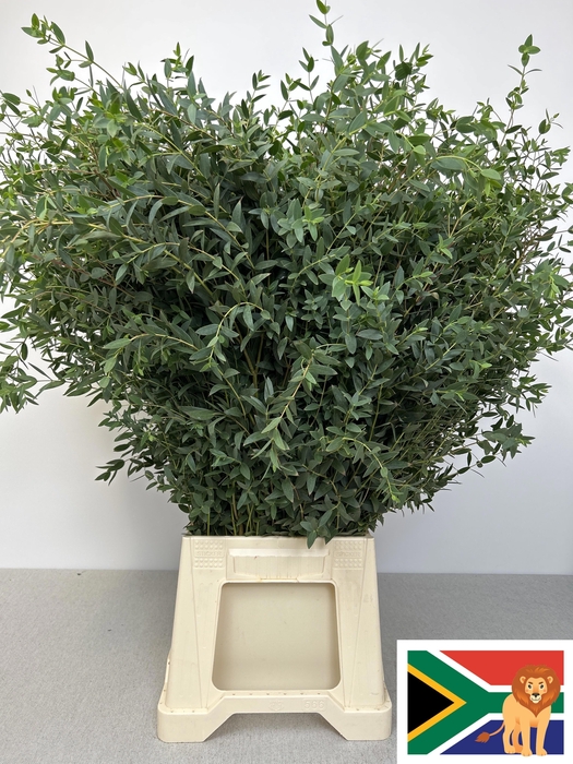 <h4>Euca Parvifolia 300gr Z.a.</h4>